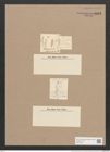 Amphora binodis Greg. (de-Toni-Nr.: Genus 36, Species 1522) Zeichnungen Sammlung Grunow Nr. 2943 (NHMW-BOT-W0370293)